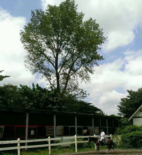 大きな木の下の馬場と厩舎