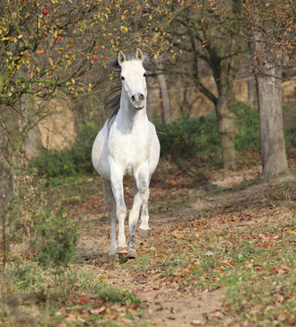 White arabian stallion running