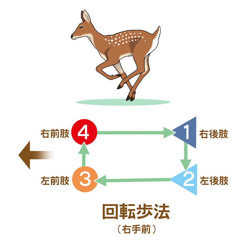 回転歩法_800