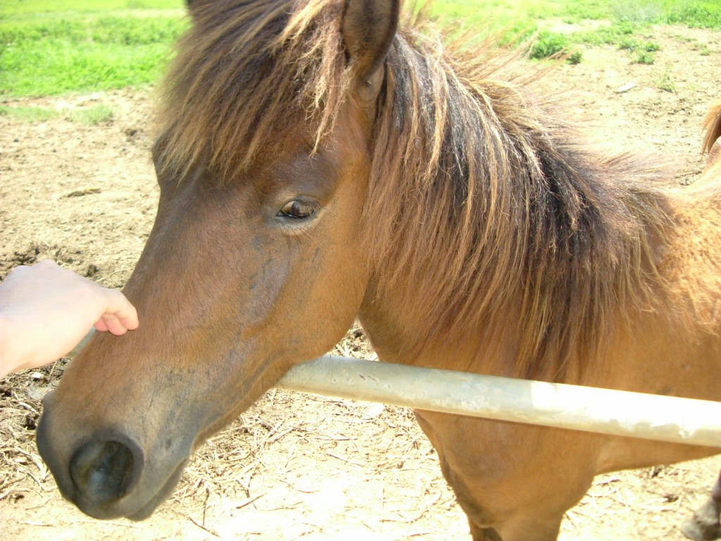 宮古馬２