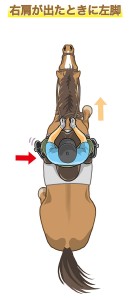 常歩の脚の使い方２