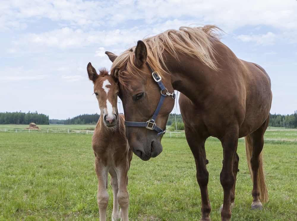 牝馬の発情