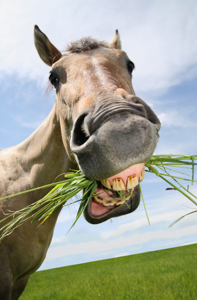草を食べる馬