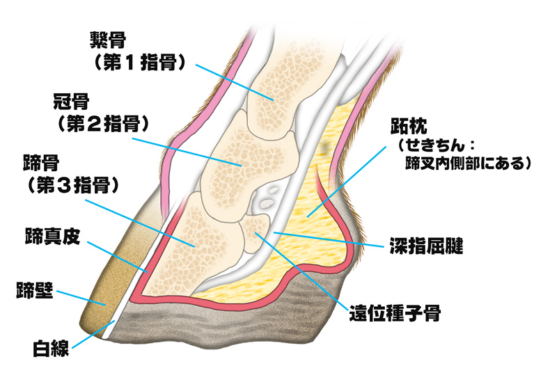 蹄の断面