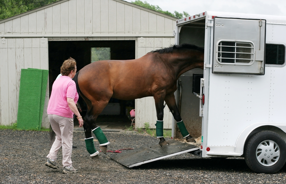 輸送する馬