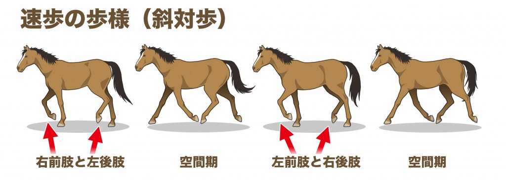 速歩の歩様