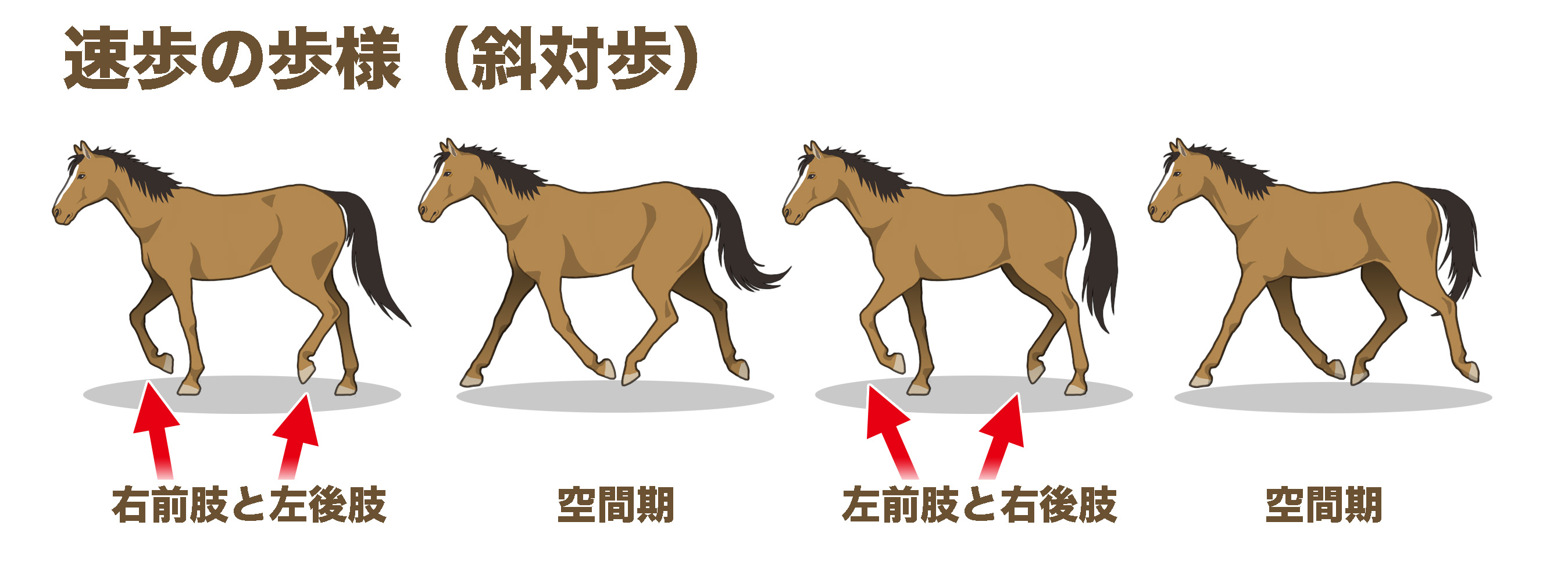 速歩の歩様