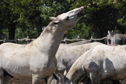 Whinnying Lipizzaner stallion