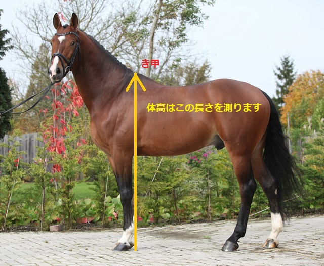 Beautiful dutch warmblood with perfect hair style