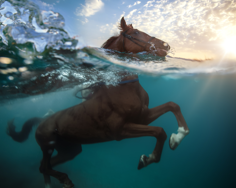 馬の水泳