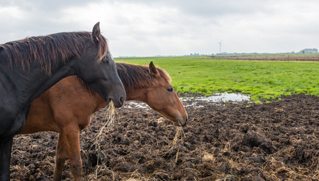 Two brown horses eating hay