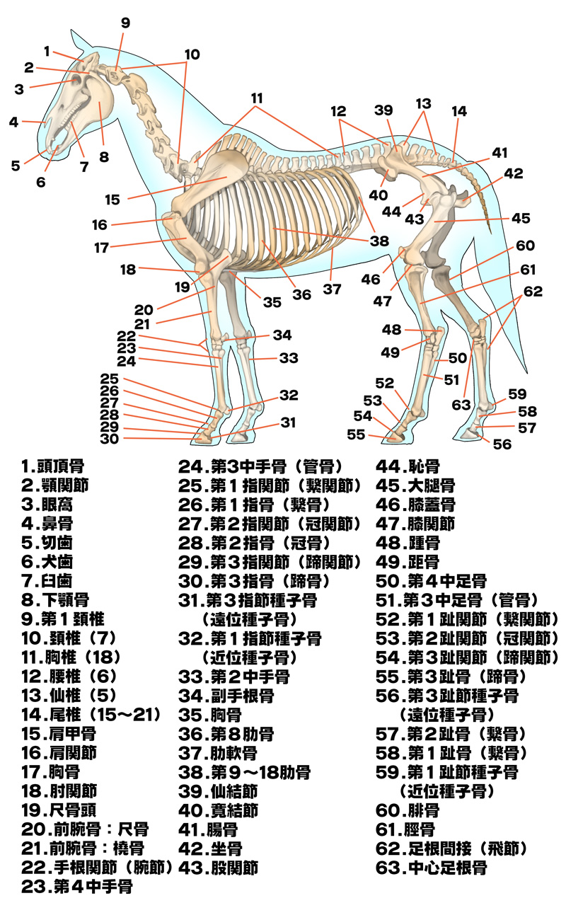 馬の骨格名称