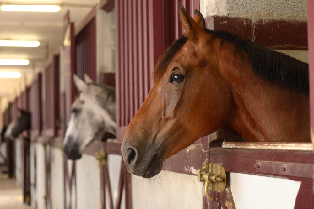 ホースセラピーのお馬さんはどんな馬?