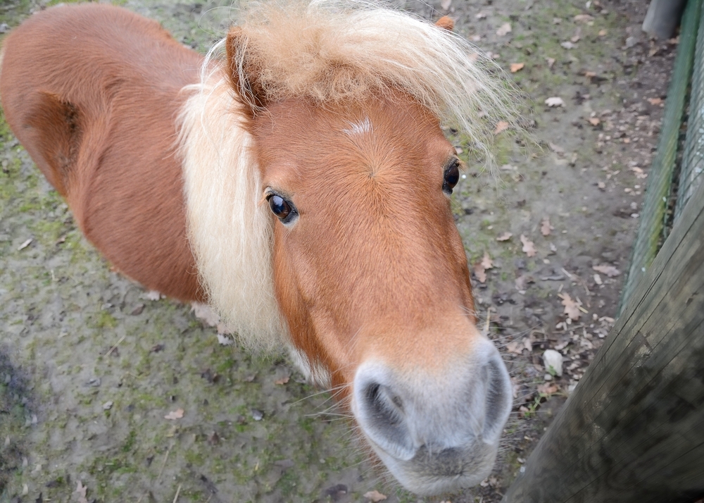 ホースセラピーのお馬さんはどんな馬？